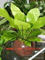 2023Guangzhou soilless cultivation ceramic