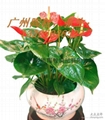 2025Foshan ceramic with good quality 2
