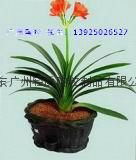 2023Foshan ceramic with good quality 4