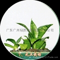 2024Guangzhou 8-12mm ceramic flowers 3