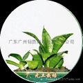 2023Guangzhou 8-12mm ceramic flowers