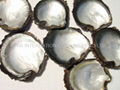 Blacklip Mop Shells 1