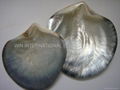 Blacklip Mop Shells 2