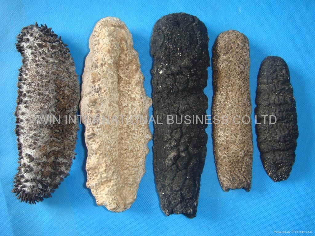 Sea Cucumbers