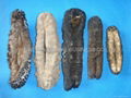 Sea Cucumbers 2