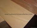 Poplar plywood 5