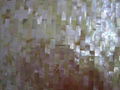 印尼黃蝶貝工字長方形馬賽克密拼背景牆 2