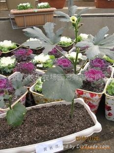 真開心陽台菜園蔬菜盆景——羽衣甘藍 2
