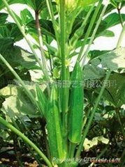 陽台菜園補腎菜黃秋葵