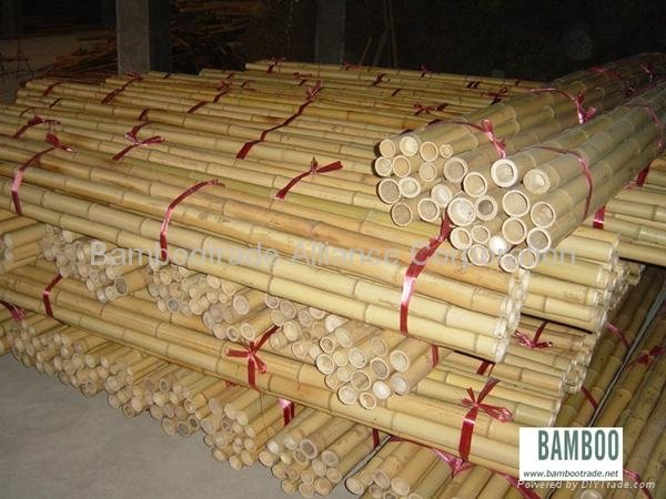 Bamboo poles and bamboo cane