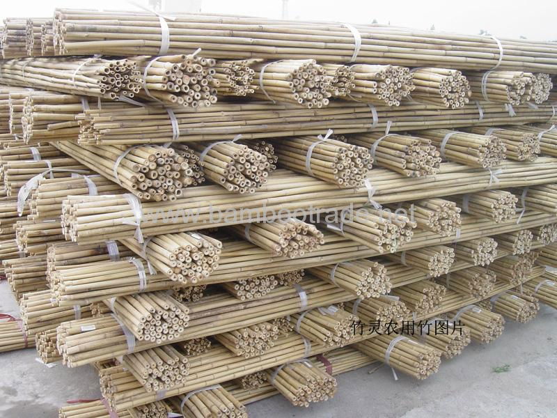 Bamboo poles and bamboo cane 5