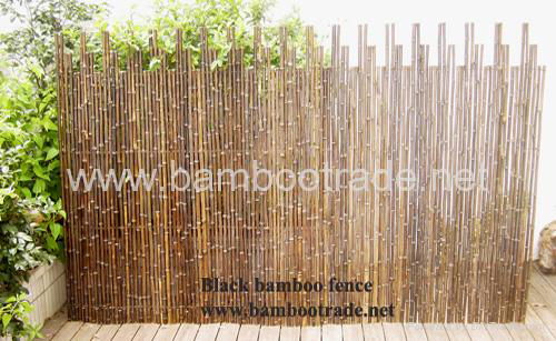 紫竹和斑竹小篱笆 3
