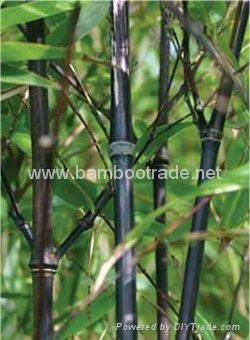 紫竹和斑竹小篱笆 4