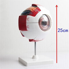 Eyeball model