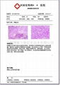 病理工作站软件 病理图文报告系统 细胞学分析 显微镜系统 2