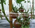 黑番茄種子 2