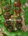 黑番茄种子 3