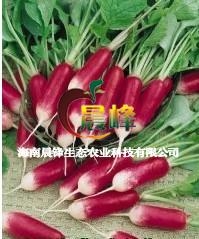 法國迷你小蘿蔔 2