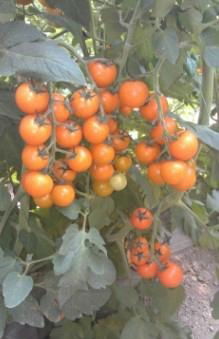 黃色小番茄種子