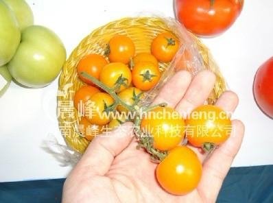 黃色小番茄種子 2