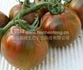 大黑番茄种子 2