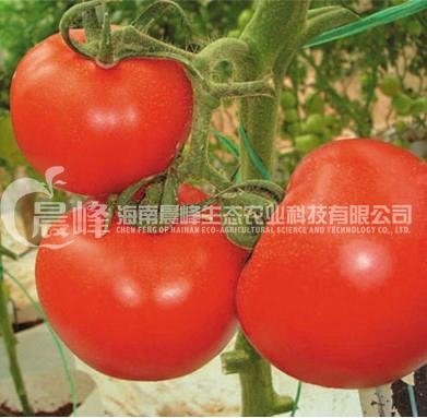 大红果番茄 2