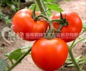 大红果番茄 4