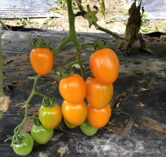 金状元2号-黄色番茄种子