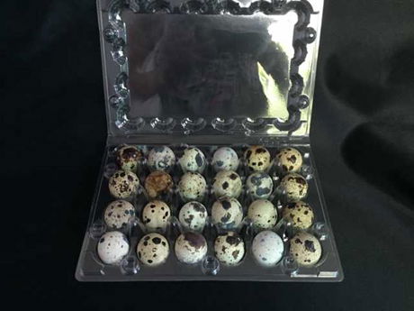 plastic quail egg tray quail egg packing container 30 slots holes packs 3