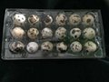 plastic quail egg tray quail egg packing container 30 slots holes packs