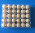 Disposable plastic egg tray for 6/10/12/15/30 holes 5