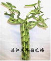 lucky bamboo