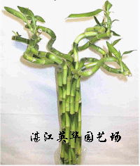 lucky bamboo