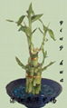 lucky bamboo 1