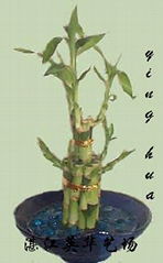 lucky bamboo