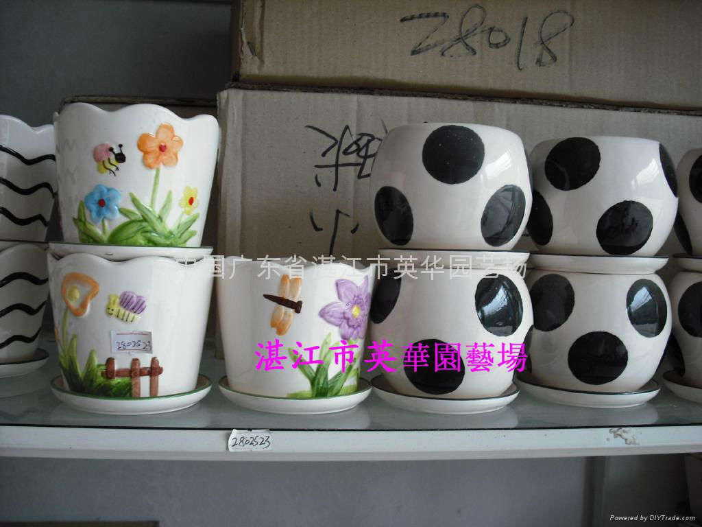 lucky bamboo pots 2