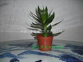 lucky bamboo 2