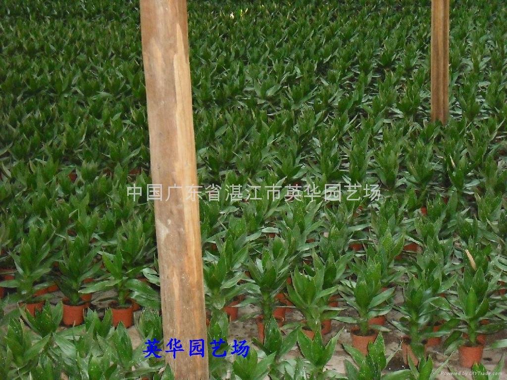 Bamboo lotus 2