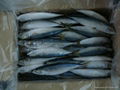 FROZEN MACKEREL 1