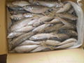 FROZEN HORSE MACKEREL