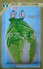菊錦春白菜種子 