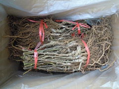 red sun kiwi seedlings