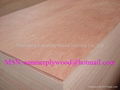 12mm Bintangor Plywood