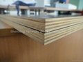 Dynea Film Faced Plywood