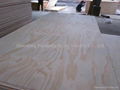  Radiate  Pine Plywood 2