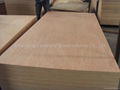 12mm Bintangor Plywood 2