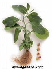 Ashwagandha (Withania Somnifera) Extract