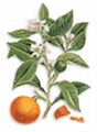 G   ul Commiphora Mukul Extract