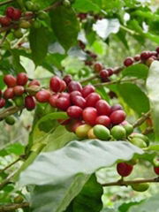 Green Coffee (Coffea Arabica) Extract