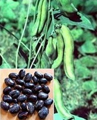 Mucuna Pruriens Extract